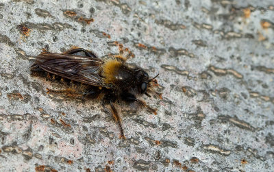 Laphria ephippium / Donkere hommelroofvlieg