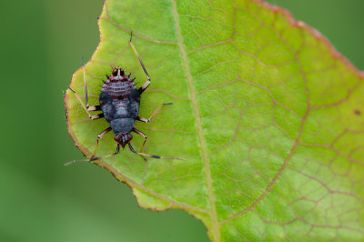 Deraeocoris ruber / Rode halsbandwants