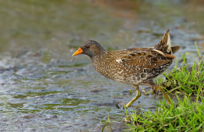 Spotted crake / Porseleinhoen