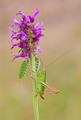 Metrioptera bicolor / Lichtgroene sabelsprinkhaan