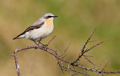 Northern wheatear / Tapuit
