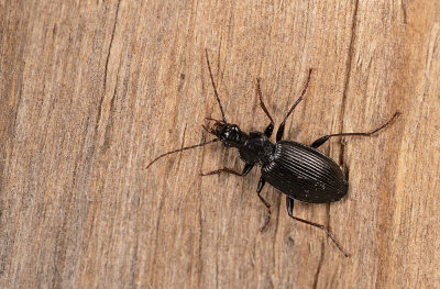 Limodromus assimilis / Bossnelloper