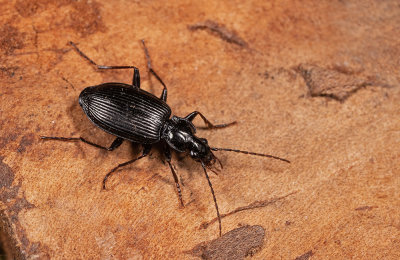 Limodromus assimilis / Bossnelloper