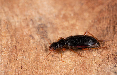 Leistus rufomarginatus / Bosbaardloper
