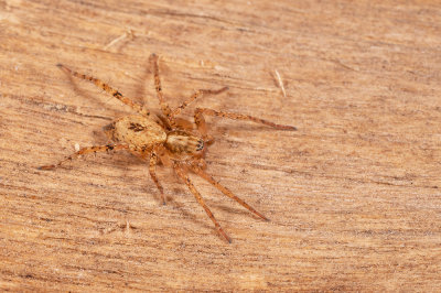 Anyphaena accentuata / Struikspin