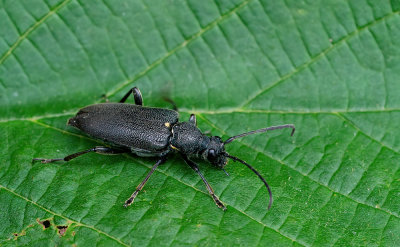 Stictoleptura scutellata