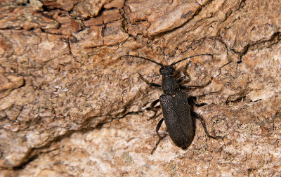 Stictoleptura scutellata