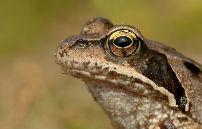 Bruine kikker / Common Frog