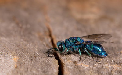 Chrysis indigotea