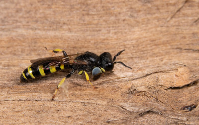 Crabro peltarius / Kleine zeefwesp 