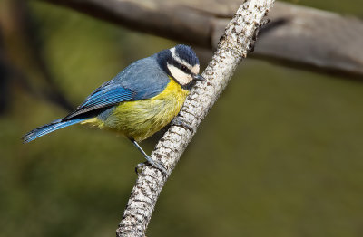 Canary Blue Tit / Tenerifepimpelmees