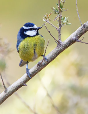 Canary Blue Tit / Tenerifepimpelmees