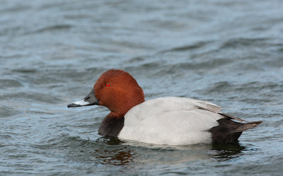 Pochard / Tafeleend