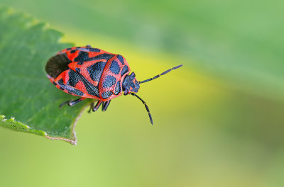 Eurydema ornata / Sierlijke schildwants