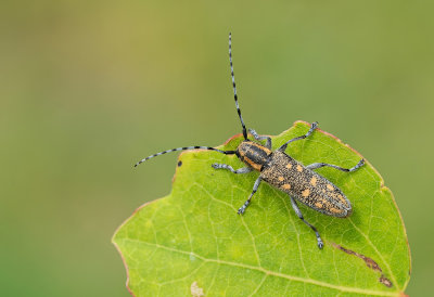 Beetles / Kevers