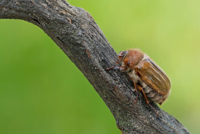 Amphimallon solstitiale / Junikever 