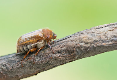 Amphimallon solstitiale / Junikever 