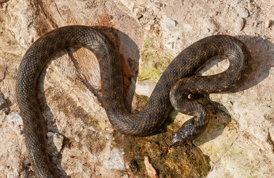Dice snake / Dobbelsteenslang 