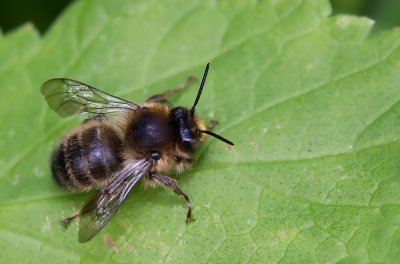 Fork-tailed Flower-bee / Andoornbij 