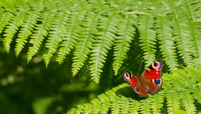 Peacock butterfly / Dagpauwoog