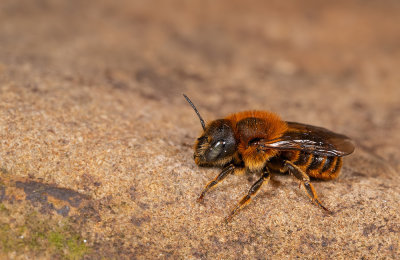 Osmia aurulenta / Gouden slakkenhuisbij