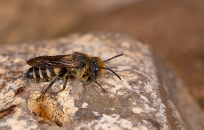 Coelioxys rufescens / Rosse kegelbij