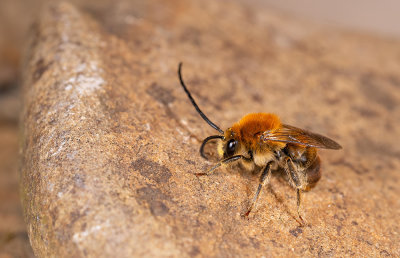 Eucera longicornis / Gewone langhoornbij