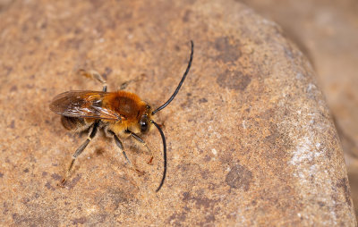 Eucera longicornis / Gewone langhoornbij