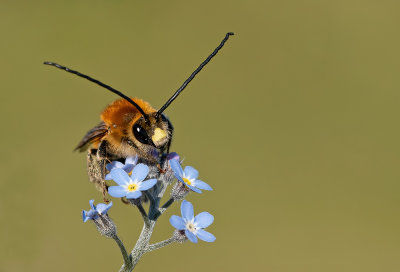 Eucera longicornis / Gewone langhoornbij