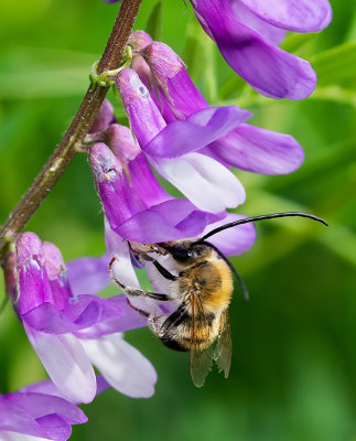 Eucera longicornis / Gewone langhoornbij