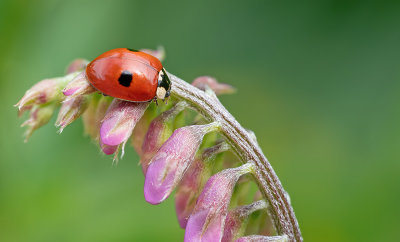 Adalia bipunctata / Tweestippelig lieveheersbeestje