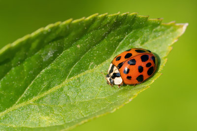 Harmonia axyridis f. succinea / Veelstippig Aziatisch lieveheersbeestje