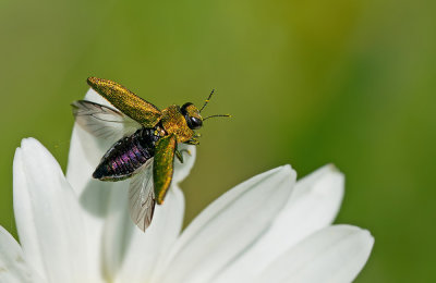 Anthaxia nitidula / Blinkende prachtkever