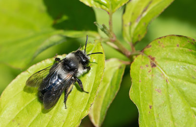 Ashy Mining Bee / Asbij