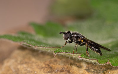 Pipiza noctiluca  / Grofgestippelde platbek 