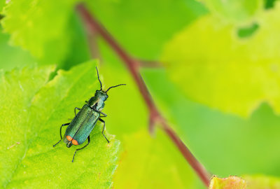 Malachius bipustulatus / Roodtipbasterdweekschild 