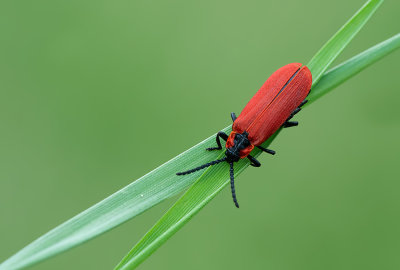 Lygistopterus sanguineus