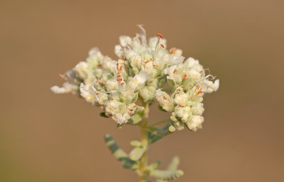 Teucrium capitatum