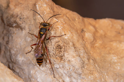 Sceliphron deforme