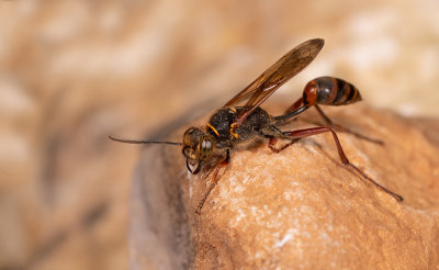 Sceliphron deforme