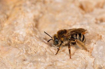 Tetraloniella salicariae / Kattenstaart-langhoornbij