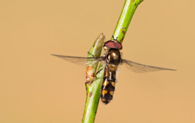 Meliscaeva auricollis / Variabel elfje