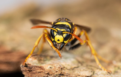 Vespoidea (Wasps / Wespen)