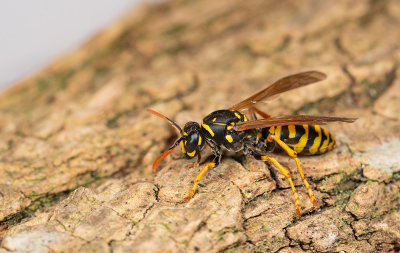 European paper wasp / Franse Veldwesp