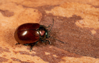 Chrysolina polita / Moertje