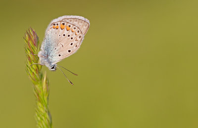Amanda's Blue / Wikkeblauwtje