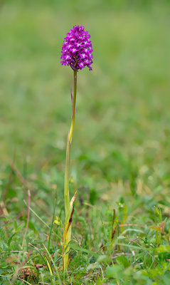 Pyramidal Orchid / Hondskruid