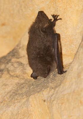 Daubenton's bat / Watervleermuis