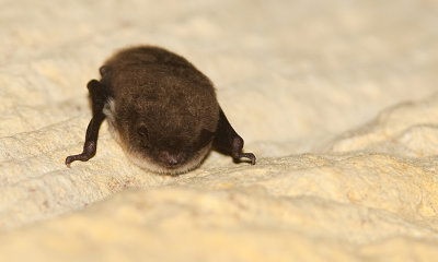 Daubenton's bat / Watervleermuis