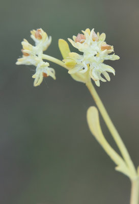 Valerianella locusta / Gewone veldsla
